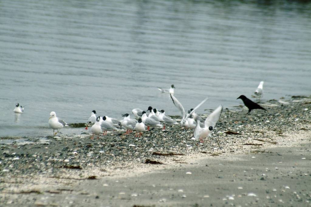 Bonaparte's Gulls in Des Moines 04 by BecauseUAreHere is licensed under CC BY-NC 2.0